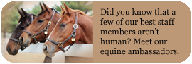 Meet Our Horses